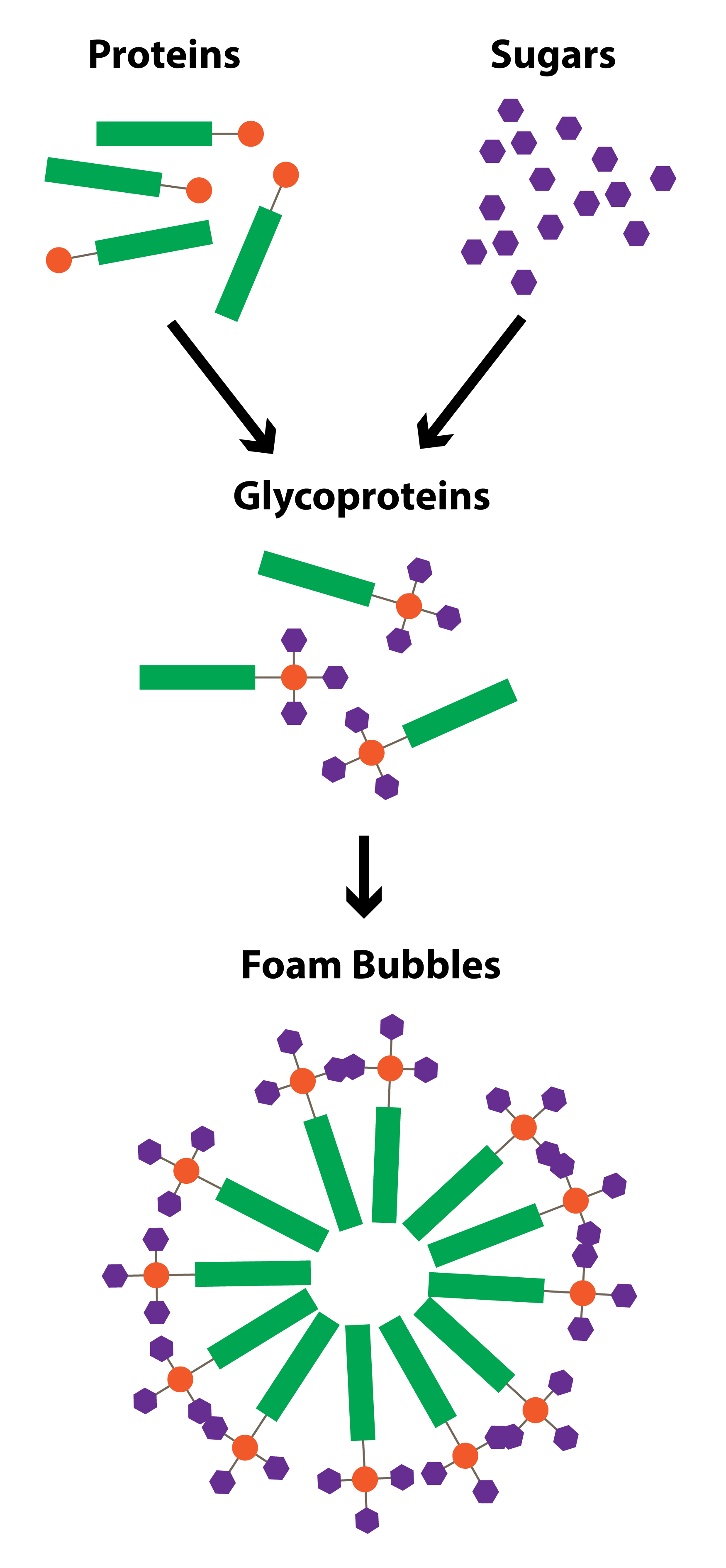 glycoprotein diagram