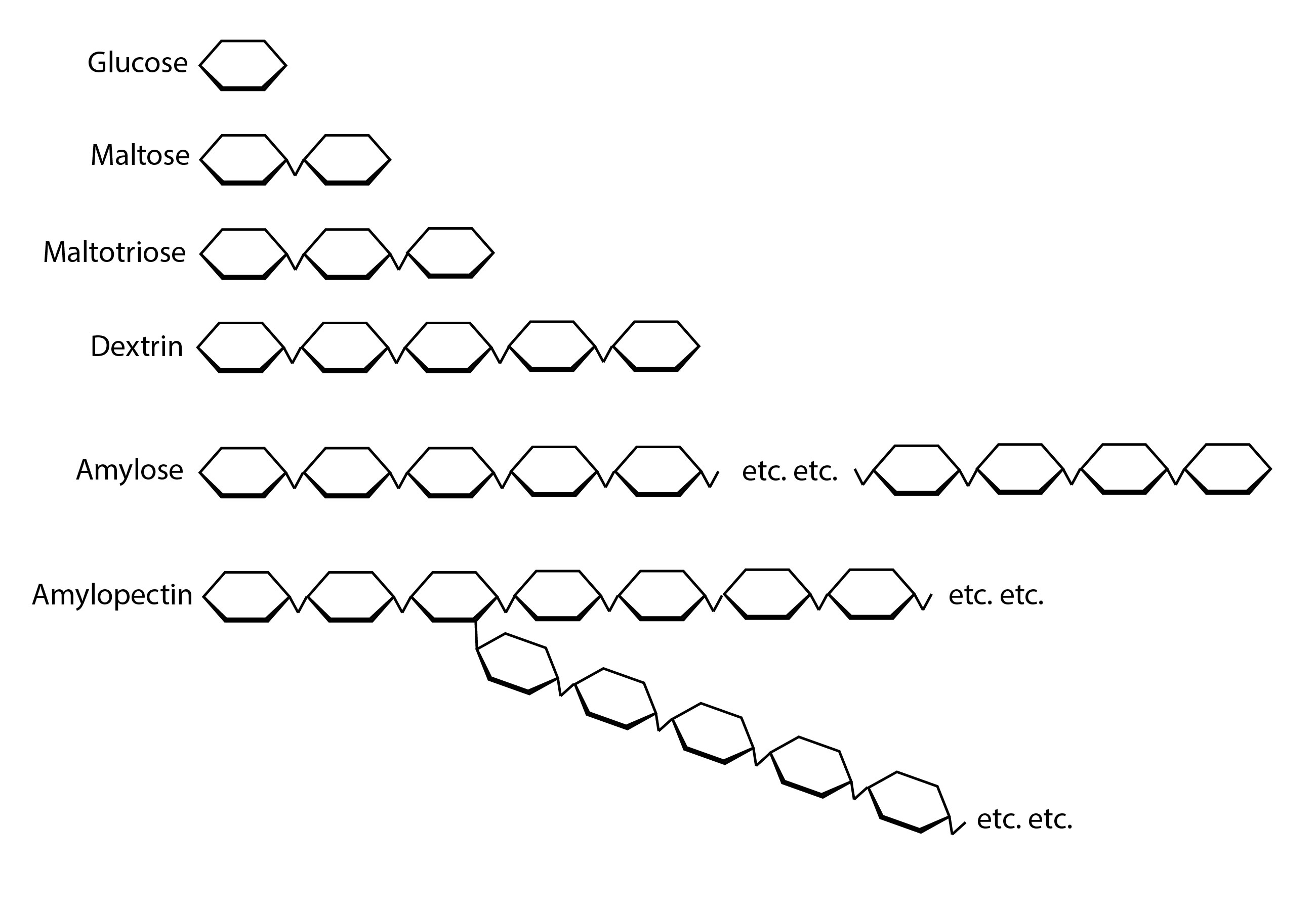 diagram of various starch molecules