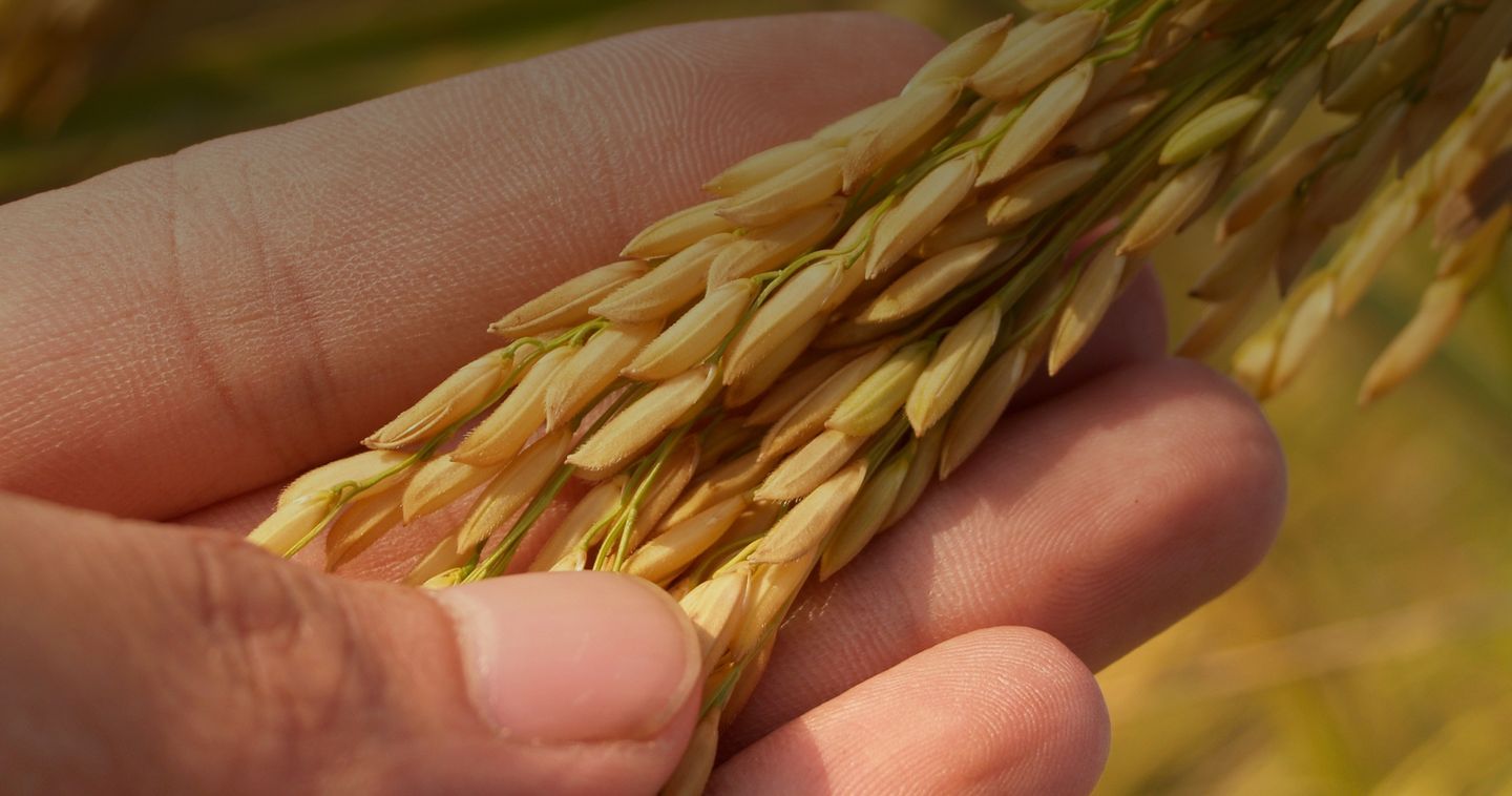 Hand holding a stem of rice