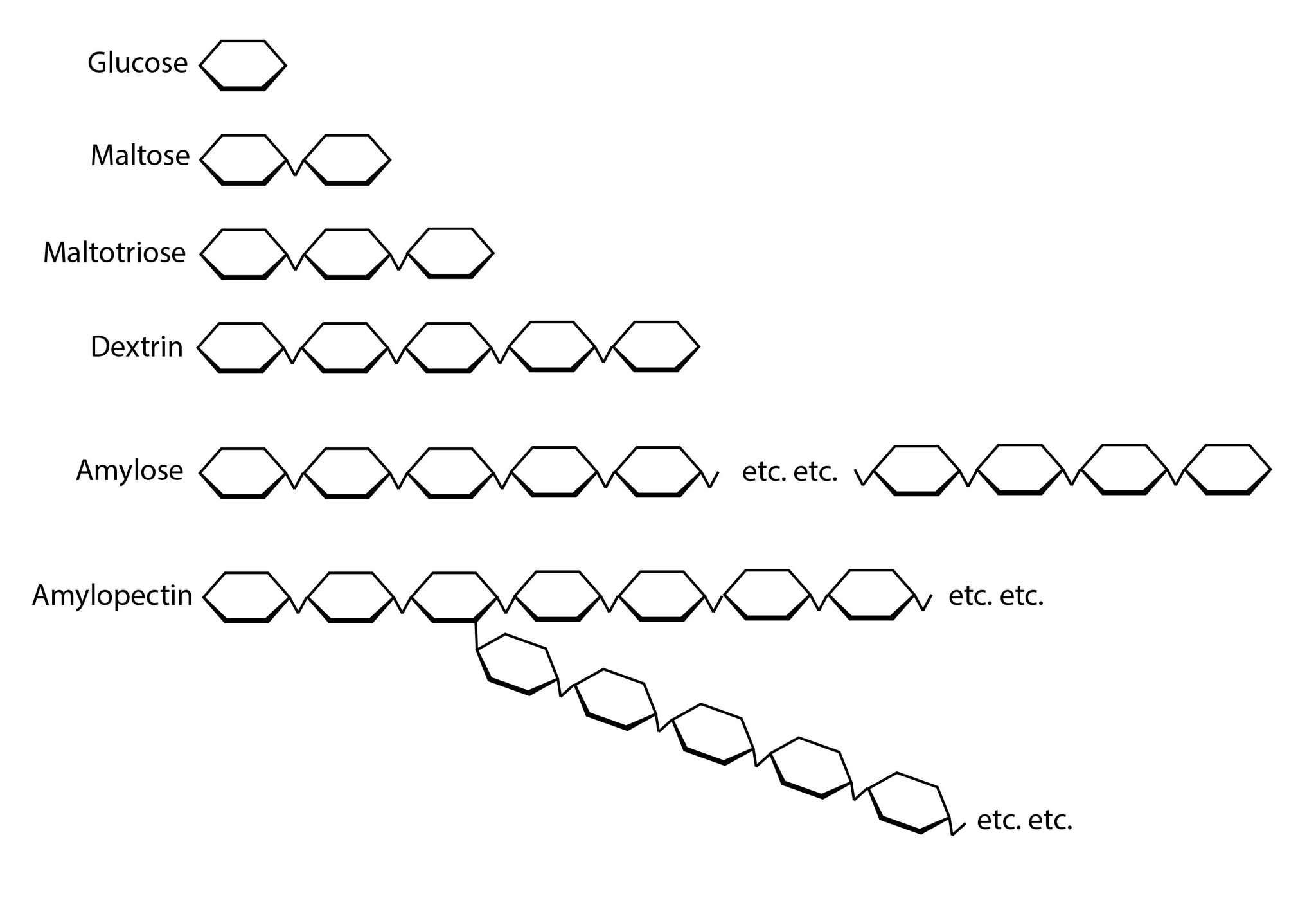 A diagram of the various glucose-derived molecules, from the simplest form up to amylopectin. Keep in mind that amylose chains can be over 100 glucose units long and amylopectin can branch multiple times into a dense web. Amylopectin diagram