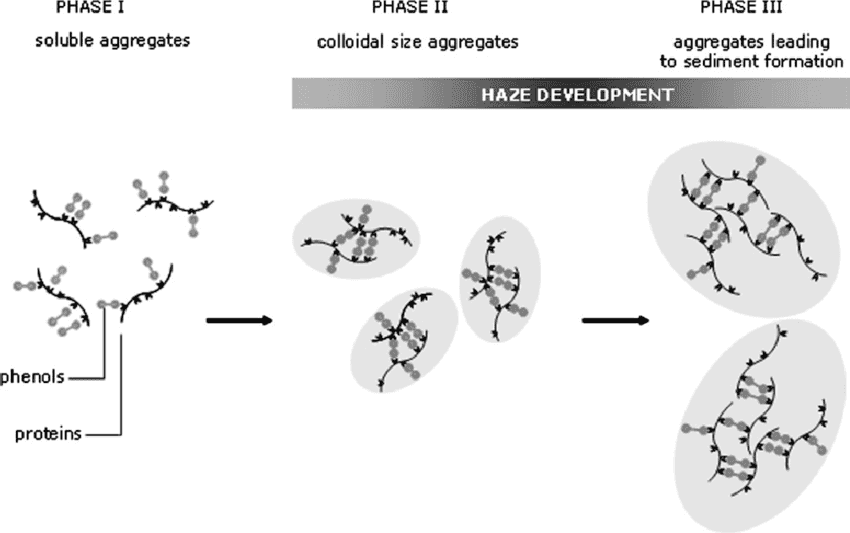 Scheme of polyphenol-protein interaction, as published by Research Gate Haze formation in beer