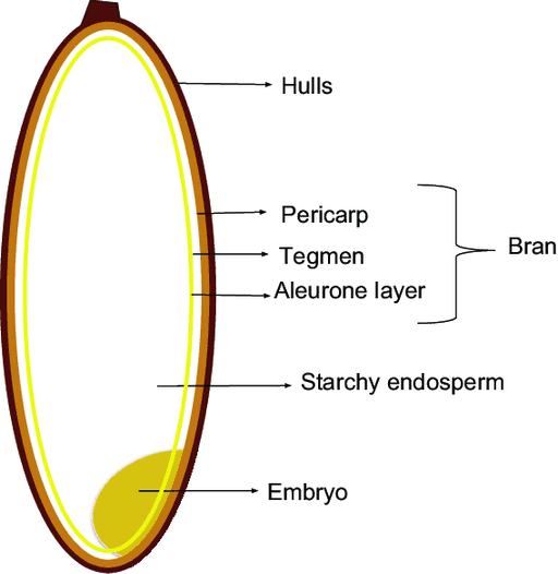 Understanding Cereal Grains Otherwise Brewing