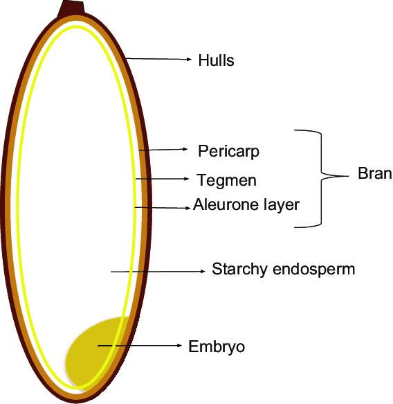 The structure of a cereal grain, as published by Research Gate Structure of a cereal grain