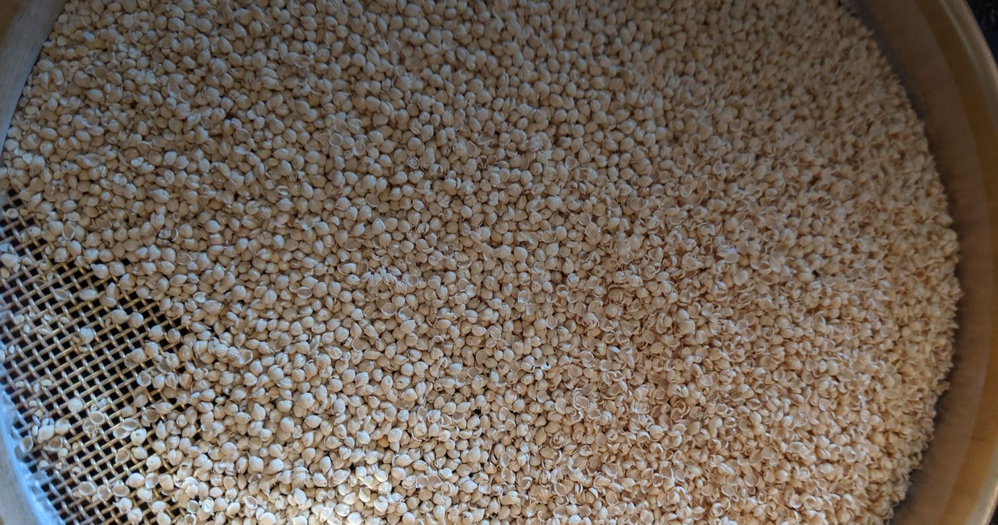 Crushed millet on a sieve screen