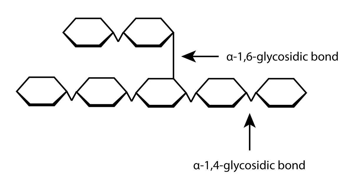 The diagram shows a series of 1,4 bonds and a single 1,6 bond, creating amylopectin. diagram of starch bonds